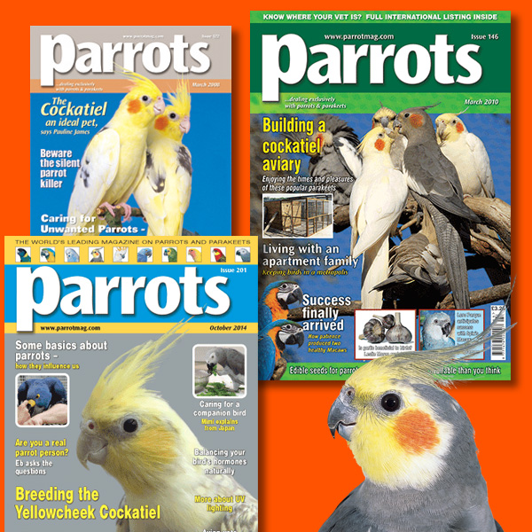 Cockatiels back issues