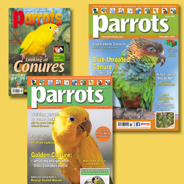 Conure back issues