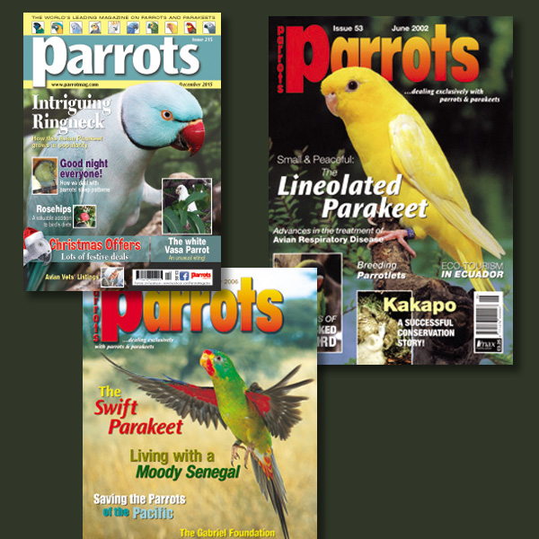 Parakeets back issues