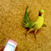 Dancing to Arabic Song