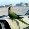 Break Dancing Parrot