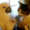 Parrot massages cat's head