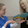 Good Bird Training DVDs