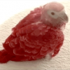 Red African Grey