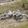 African Grey Parrots in the Wild