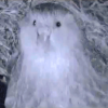 Kakapo