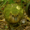 Kakapo - 