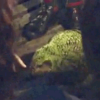 Kakapo parrot's future