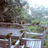 Lorikeet Heaven