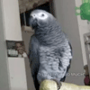 Barack Obama bird