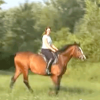 Parrot & Horse