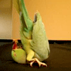 Somersault