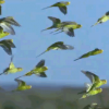 Swarm of Beautiful Parrots