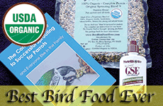 Best Bird Food Ever