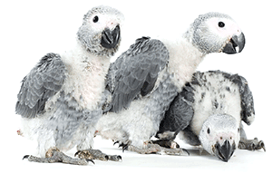 Baby Greys