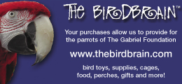 Birdbrain - Gabriel Foundation