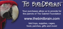 Birdbrain - Gabriel Foundation Birdbrain - Gabriel Foundation