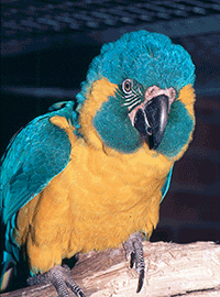 Macaw, Caninde (Blue-throated)