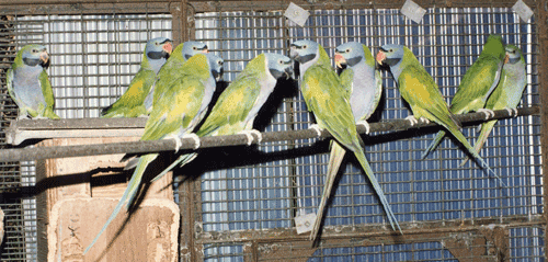 Derbyan Parakeets Derbyan Parakeets