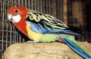 Eastern Rosella