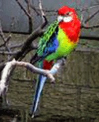 Rosella, Eastern