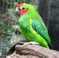 Fig Parrot, Double-eyed