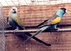 Hooded parakeets