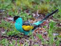Hooded Parrakeet