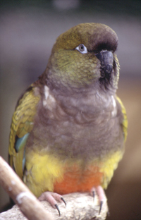 Patagonian Conure (Cyanoliseus patagonus) Patagonian Conure