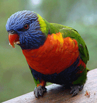 Lorikeet, Swainson's Blue Mountain Lorikeet, Swainson's Blue Mountain