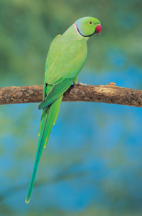 Indian Ringneck Parakeet Indian Ringneck Parakeet
