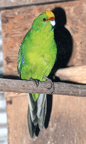 Yellow fronted Kakariki