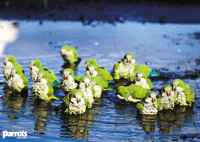 Monk Parakeet Monk Parakeet