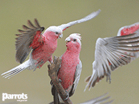 Parrots Magazine 133 Parrots Magazine 133