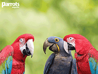 Parrots Desktop Wallpaper Parrots Desktop Wallpaper