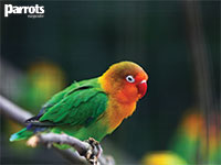 Parrots magazine wallpaper Parrots magazine wallpaper