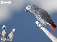 African Greys African Greys