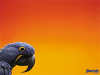 Parrots magazine wallpaper Parrots magazine wallpaper