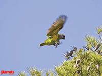 Parrots magazine wallpaper Parrots magazine wallpaper
