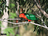 Parrots magazine wallpaper Parrots magazine wallpaper