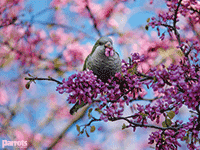 Parrots magazine wallpaper Parrots magazine wallpaper