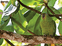 Parrots magazine wallpaper Parrots magazine wallpaper
