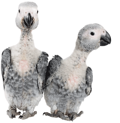 Parrots magazine