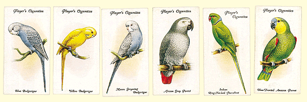 Collecting parrots on cigarette cards
