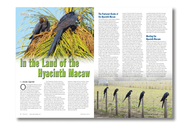 In the Land of the Hyacinth Macaw