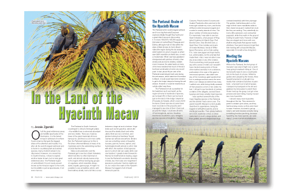 In the Land of the Hyacinth Macaw In the Land of the Hyacinth Macaw
