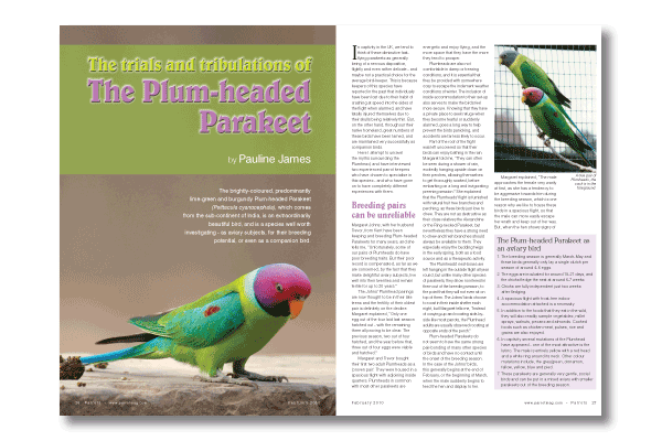 The Plum-headed Parakeet The Plum-headed Parakeet