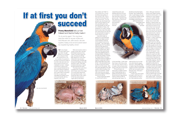 Inside the latest Parrots magazine Inside the latest Parrots magazine