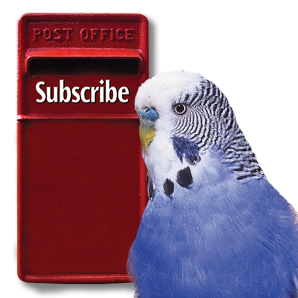 SubscribeWithBudgie