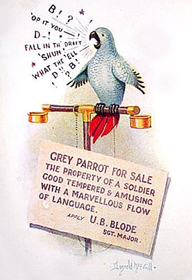 Grey Army Parrot